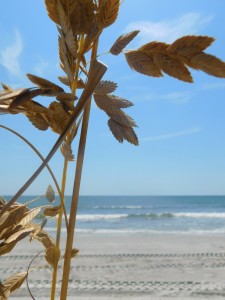 hilton head island beach plants