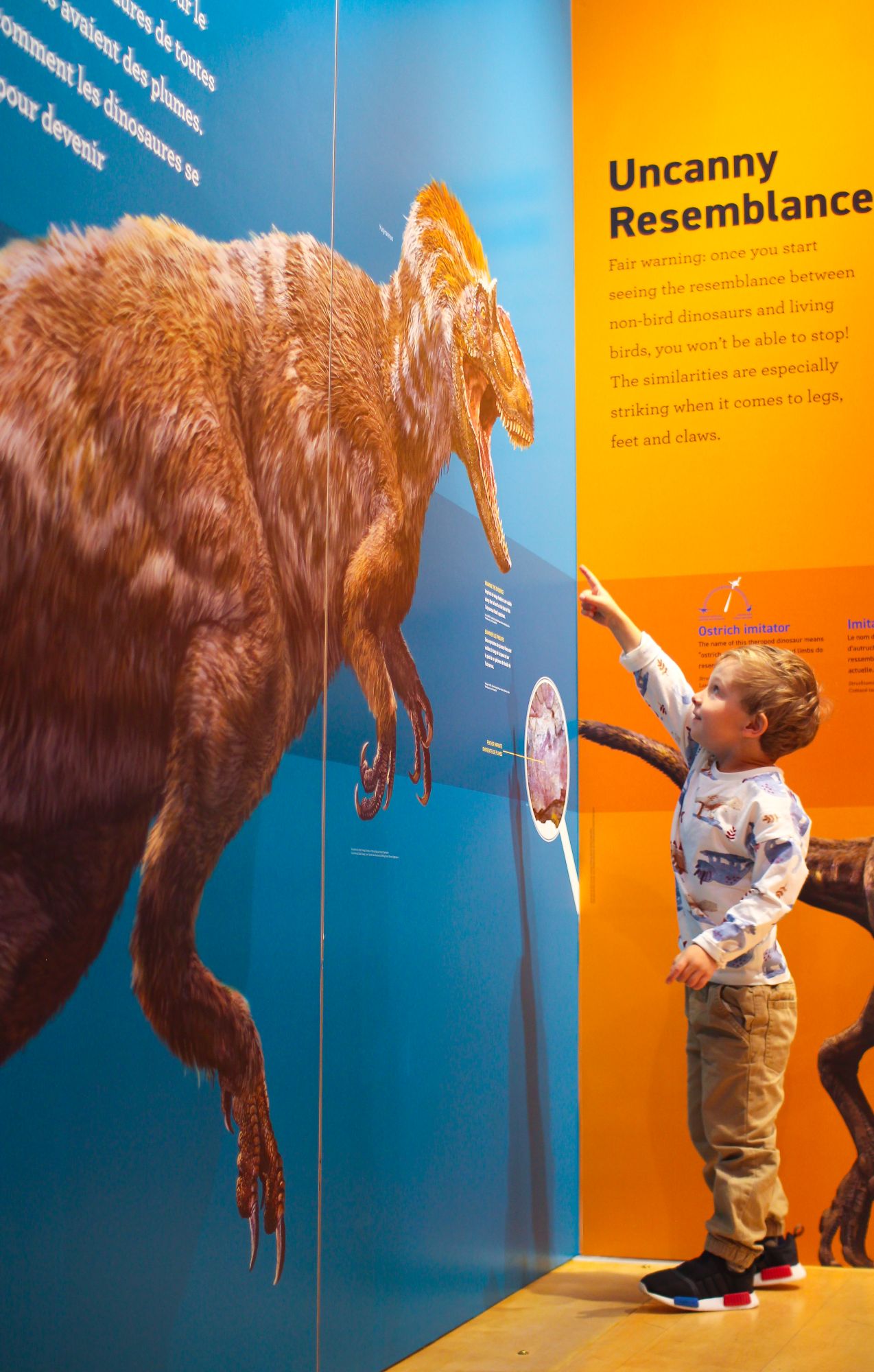 little boy pointing to a large dinosaur image at the pumphouse museum dinosaur exhibit